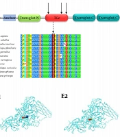 Gene Cell Tissue